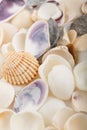 Background from a sea shells Royalty Free Stock Photo