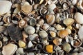 Background of sea shells