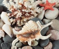 The background of sea shells Royalty Free Stock Photo