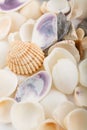 Background from a sea shells Royalty Free Stock Photo