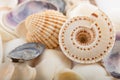 Background from a sea shells Royalty Free Stock Photo