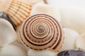 Background from a sea shells Royalty Free Stock Photo