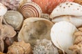 Background from a sea shells Royalty Free Stock Photo