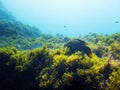 Background of a seabed with fish and algae