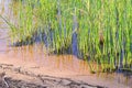 Background of seagrass closeups macro Royalty Free Stock Photo