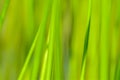 Background of seagrass closeups macro Royalty Free Stock Photo