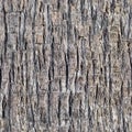 Background, seamless flat texture of brown palm tree bark
