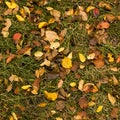 Background seamless .yellow autumn leaves on the ground with green grass Royalty Free Stock Photo