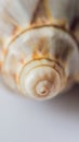 Background of a seashell surface extreme macro image VERTICAL FORMAT for Instagram mobile story or stories size. Mobile