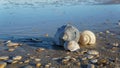 Background Seashells on Beach in the Outer Banks NC Royalty Free Stock Photo