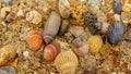 Background of seashells and sand Royalty Free Stock Photo