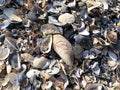 Background - seashells on the sea beach. Royalty Free Stock Photo