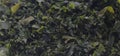 Background, seaweed wakame closeup Royalty Free Stock Photo