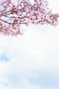 Background with several cherry blossoms and cloudy sky