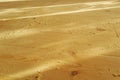 Background. Shavings from grinding wooden floor on a sunny day.