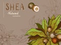 Background with Shea nuts and branch