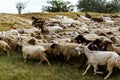 Background of sheep grazing on beautiful mountain meadow Royalty Free Stock Photo