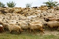 Background of sheep grazing on beautiful mountain meadow Royalty Free Stock Photo