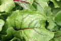 Background of the sheet of the vegetable beet Royalty Free Stock Photo