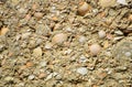 Background from a shell rock in cement Royalty Free Stock Photo