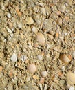 Background a shell rock in cement Royalty Free Stock Photo