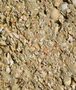 Background  a shell rock in cement Royalty Free Stock Photo
