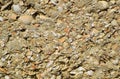 Background from a shell rock in cement Royalty Free Stock Photo