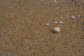 Background of Shells on the Beach with Copy Space Royalty Free Stock Photo