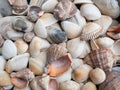 A background of shells on a seashell beach.