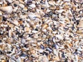 Top view of background with shells on a seashell beach. Royalty Free Stock Photo