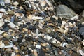 Background of shells and various pebbles. Screen background. Royalty Free Stock Photo