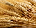 Background of shocks of wheat Royalty Free Stock Photo