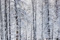 Background shot of snow covered pine trees