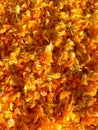 Background - shredded calendula petals.