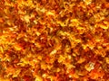 Background - shredded calendula petals.