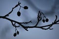 Background with a silhouette of bare alder branch with small cones in springtime
