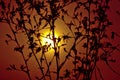 Silhouette of a drid plant against the sunset with a warm orange sky