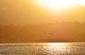 Background silhouettes of ducks flying in golden sunset lake