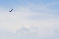 Background sky with an eagle far away Royalty Free Stock Photo