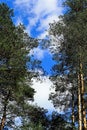 Background sky in the forest Royalty Free Stock Photo