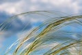 Background sky grass feather