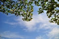 Background sky and tree leaf Royalty Free Stock Photo