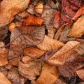 Background from sluggish leaves. Autumn. Wet leaves