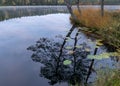 In the background a small bog lake in the early autumn morning, fog on the lake surface, dry grass in the foreground, tree Royalty Free Stock Photo