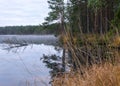 In the background a small bog lake in the early autumn morning, fog on the lake surface, dry grass in the foreground, tree Royalty Free Stock Photo