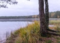 In the background a small bog lake in the early autumn morning, fog on the lake surface, dry grass in the foreground, tree Royalty Free Stock Photo