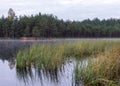 In the background a small bog lake in the early autumn morning, fog on the lake surface, dry grass in the foreground, tree Royalty Free Stock Photo