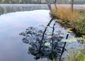 In the background a small bog lake in the early autumn morning, fog on the lake surface, dry grass in the foreground, tree Royalty Free Stock Photo