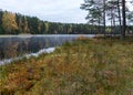 In the background a small bog lake in the early autumn morning, fog on the lake surface, dry grass in the foreground, tree Royalty Free Stock Photo