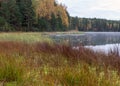 In the background a small bog lake in the early autumn morning, fog on the surface of the lake, dry grass, reeds and moss in the Royalty Free Stock Photo